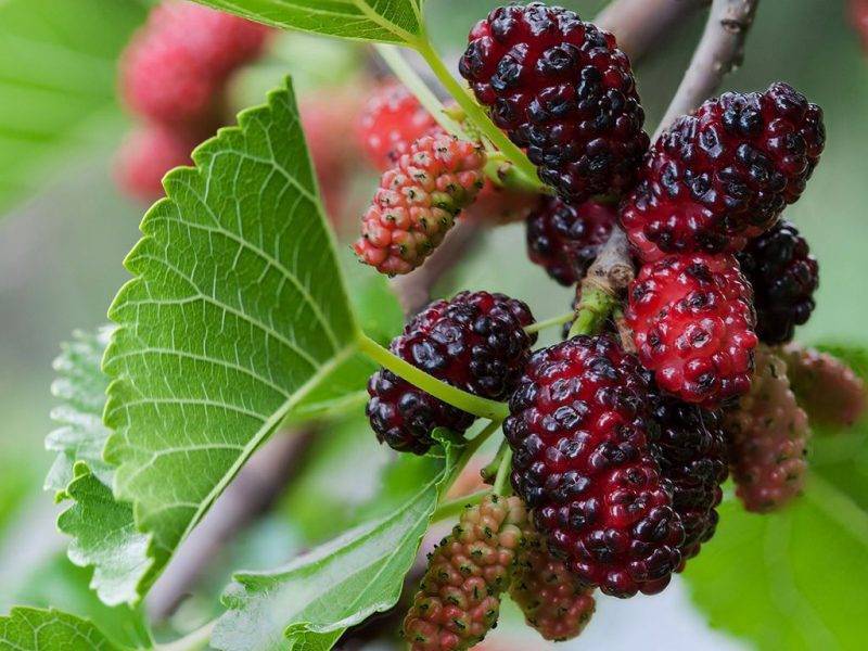 Шелковица купить саженцы из питомнике в Лобне
