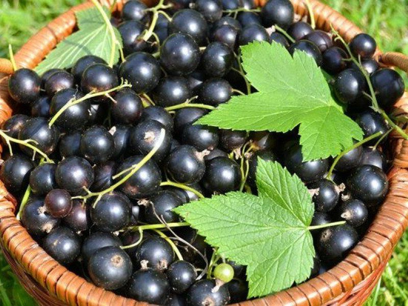 Смородина купить саженцы из питомника в Лобне