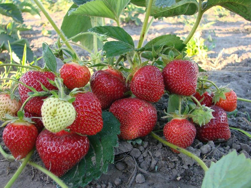 Клубника купить саженцы из питомника в Лобне