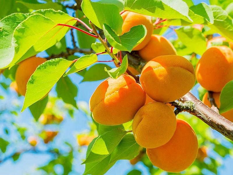 Абрикос купить саженцы из питомнике в Лобне