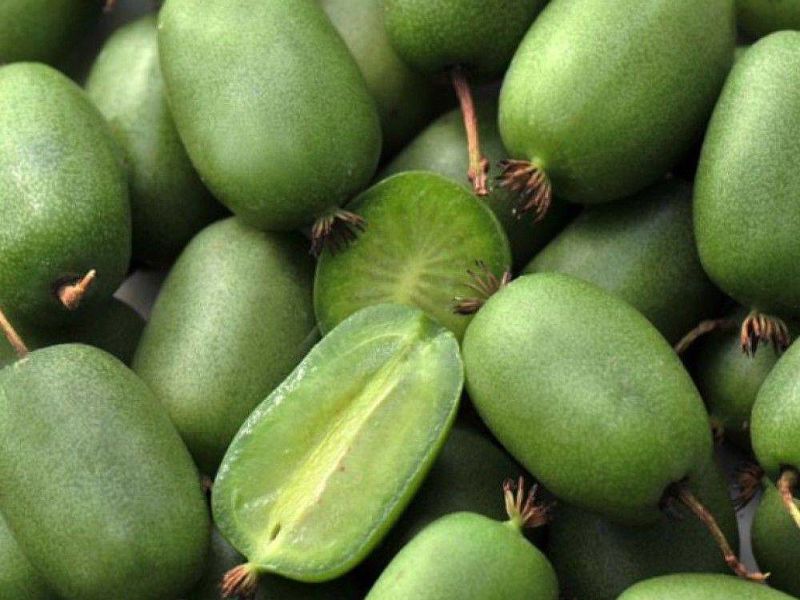 Актинидия купить саженцы из питомнике в Лобне