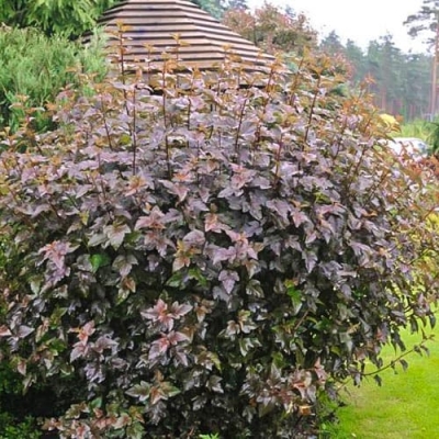 Пузыреплодник "РЕД БАРОН" (стакан Р9)